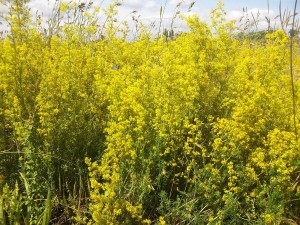 Lady's Bedstraw Photo credit: http://www.naturescape.co.uk/acatalog/ladysbedstraw1.html